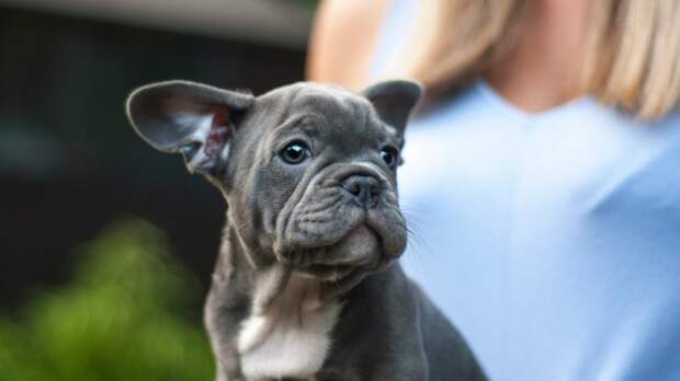 Да, мы для наших питомцев почти как родители. Многие из современных собак не могут прожить без человека ни единого часа. Фото Mike Tinnion/Unsplash