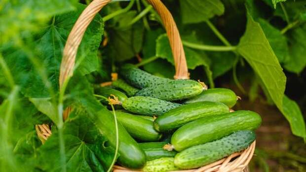 Спасите ваши огурцы: как уберечь растение от самого страшного вредителя