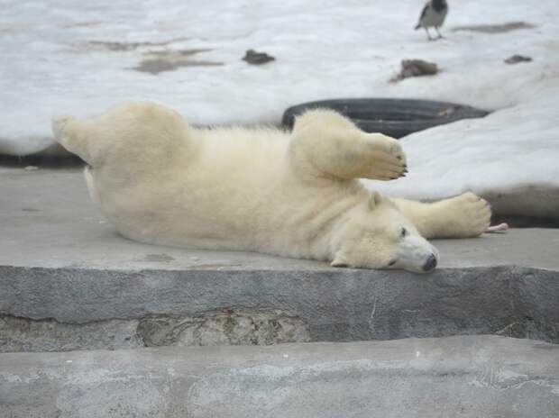 Цена шкур белых медведей в России упала, но онлайн‑торговля не сократилась