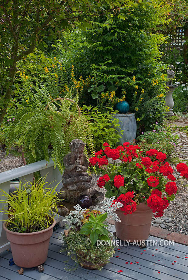 Vashon-Maury Island, WA  Terracotta pots featuring red flowering geraniums and spiderwort (Tadescantia blue gold') at the entrance to a summer perennial garden.