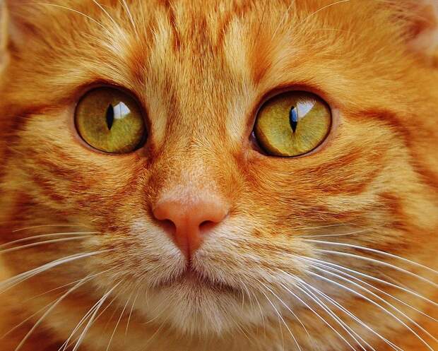 Рыжий кот/Pixabay