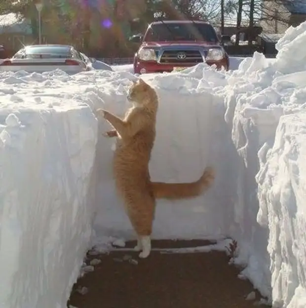 Фото №16 - Первый снег: кошки vs собаки (много уморительных фото)