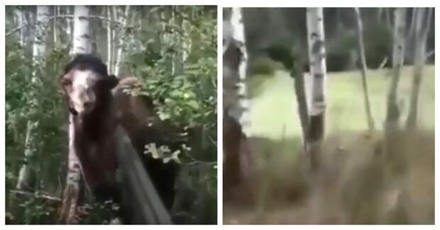 Неожиданная встреча с верблюдом в лесу верблюд, видео, встреча, животные, лес, охота, прикол, реакция