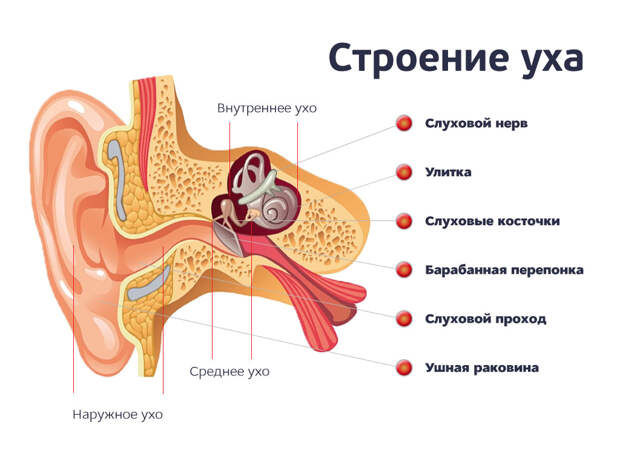 У ребенка ночью заболело ухо: что делать, первая помощь, препараты, советы медиков