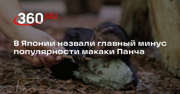 Глава зоопарка Итикава: популярность Панча привела к стрессу макак