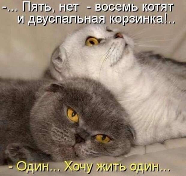Кошачий фотопост! Кошачий фотопост! коты, юмор