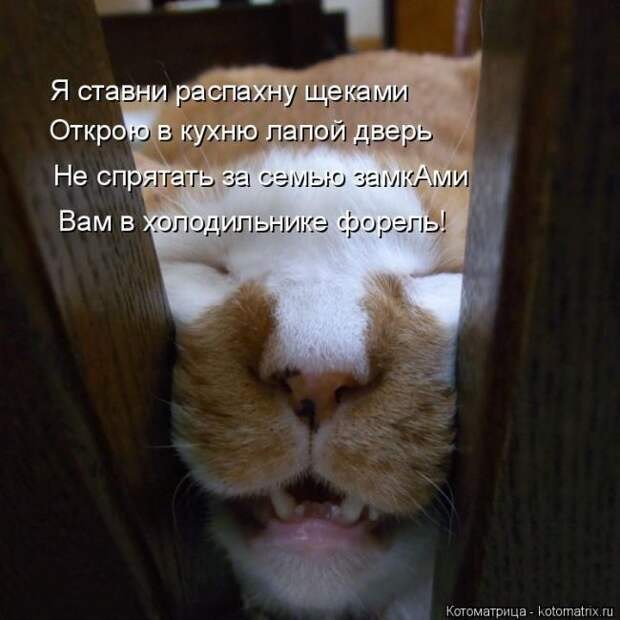 Лучшие котоматрицы прошедшей недели