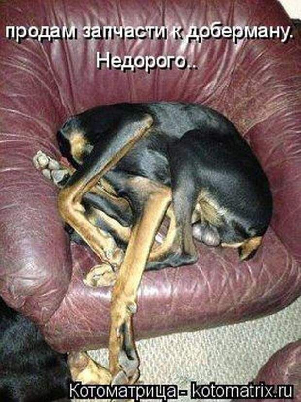 Весёлые котоматрицы - смешные кошки Весёлые котоматрицы - смешные кошки