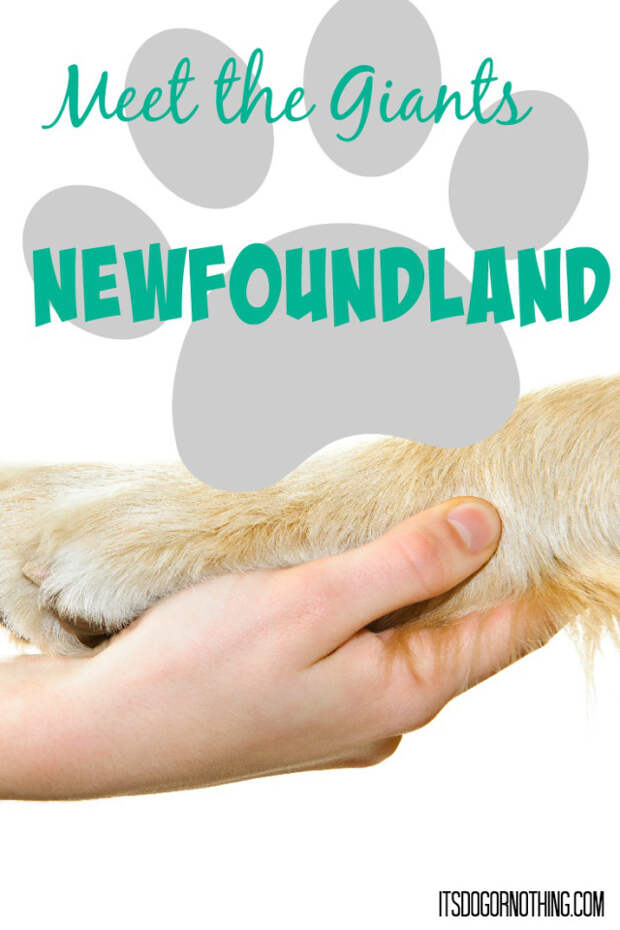 This week on Meet the Giants - the Newfoundland! Check back weekly for information about other giant breeds!