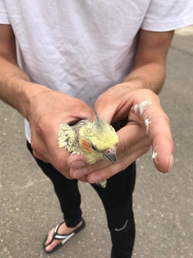 На Маресьева нашли румяного попугая кореллу