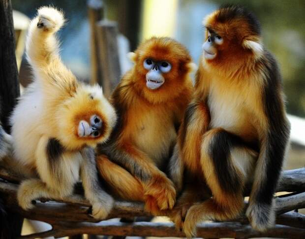 10 любопытных фактов про обезьян 