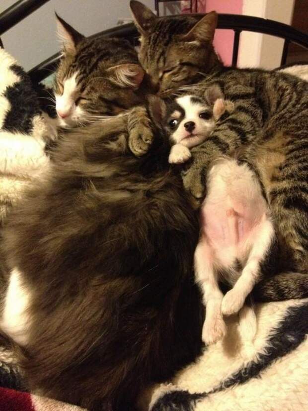 Коты влюбленные в собак животные, коты, собаки