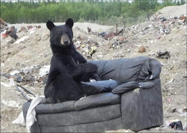 Смешные медведи