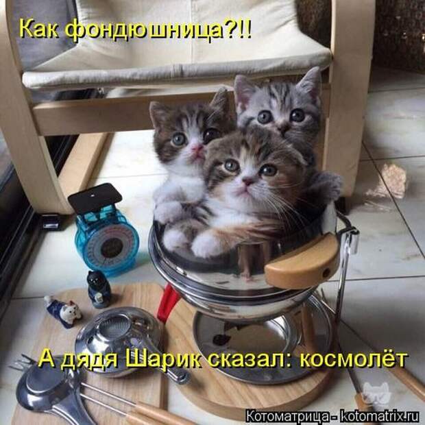 Лучшие котоматрицы недели