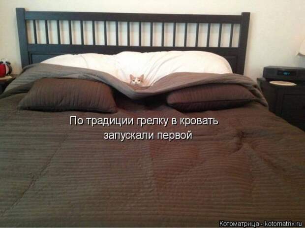 Лучшие котоматрицы недели (50 фото)