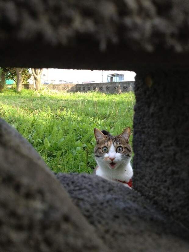 lolcats61 100 лучших фотографий кошек всех времен и народов