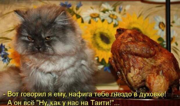 Кошачий фотопост! Кошачий фотопост! коты, юмор