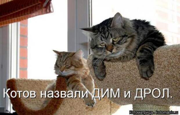 Котоматрицы (картинки с надписями)