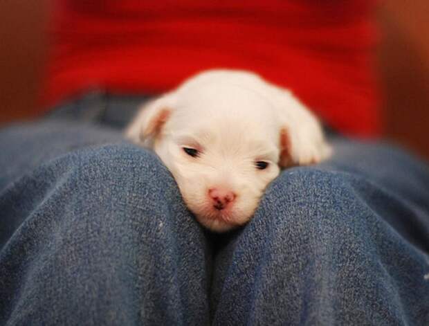 25 снимков самых очаровательных щенков в мире прекрасное, фотографии, щенки