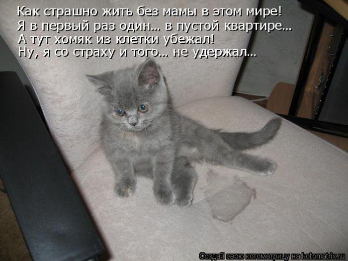 Лучшие котоматрицы - прикольные картинки Лучшие котоматрицы - прикольные картинки