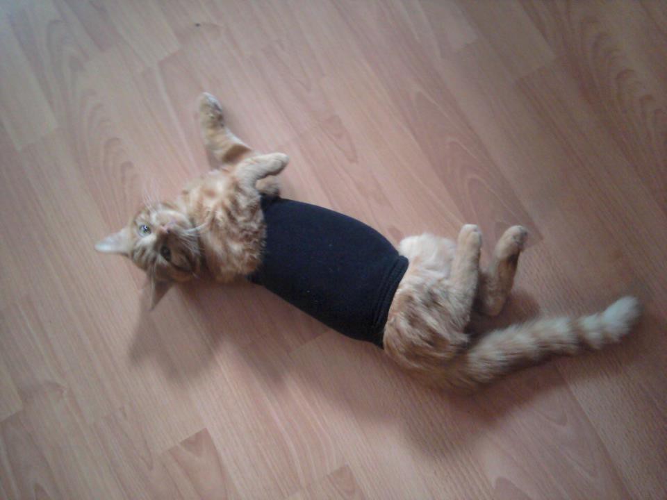 Животные в гипсе. Фотоподборка гипс, животные, коты, собаки, фото