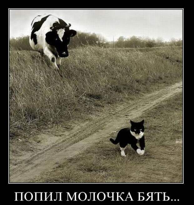 Сборник моих демотиваторов демотиватор, сборник