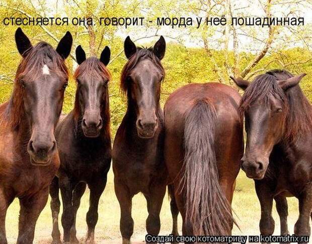 Лучшие котоматрицы недели