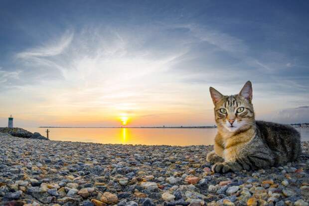 Морские котики) Морские котики)