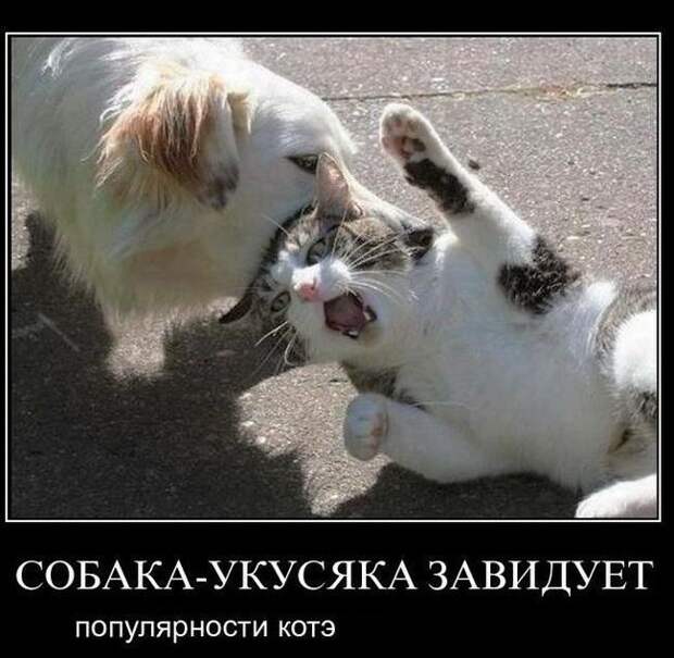 Демотиваторы демотиваторы, картинки, приколы