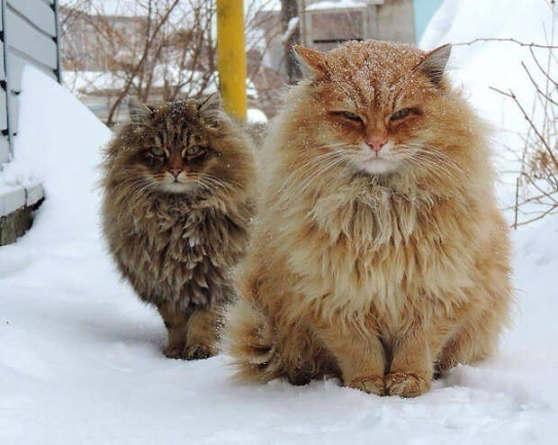 22.  кошка, пушистость, шерсть