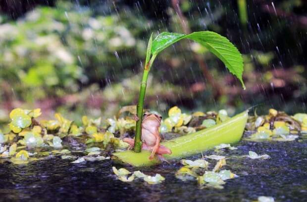 Лягушка, плывущая по реке на самодельном кораблике вовремя дождя.