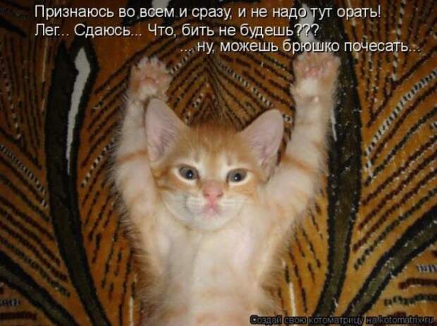 Котоматрица