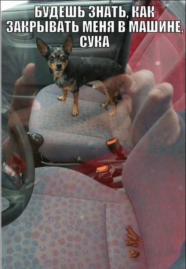 автопозитив