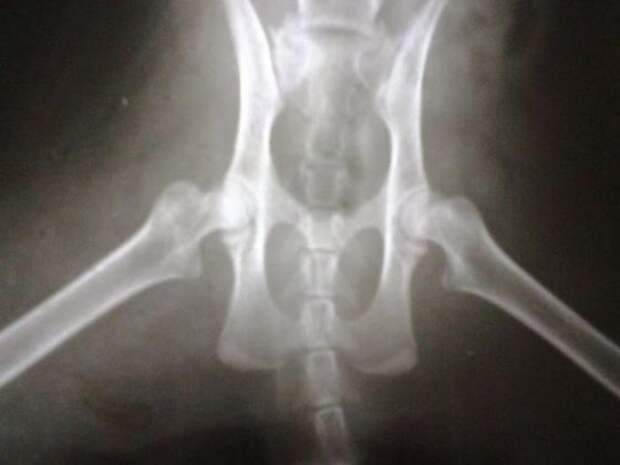 Вторая жизнь  кота, найденного под окнами дома