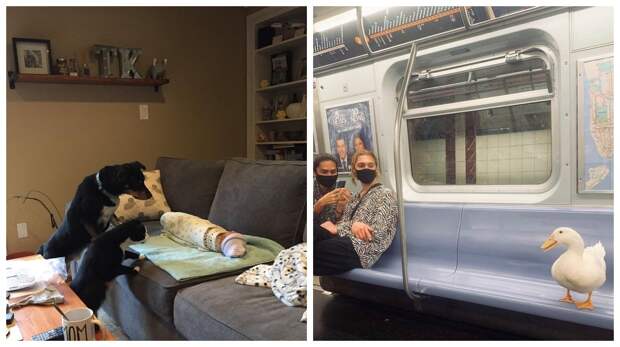 22 невероятно милых фото с животными, которые скрасят даже самый хмурый день