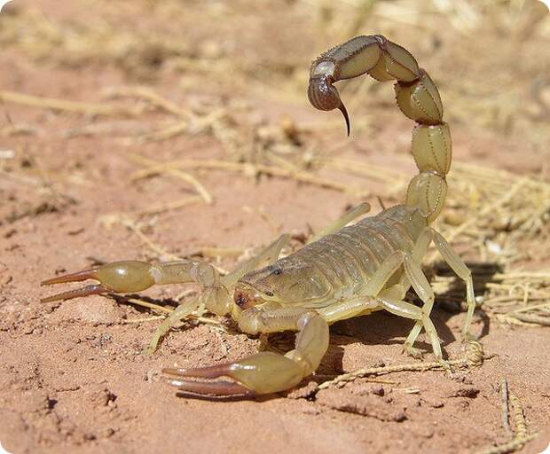 Скорпион Androctonus amoreuxi