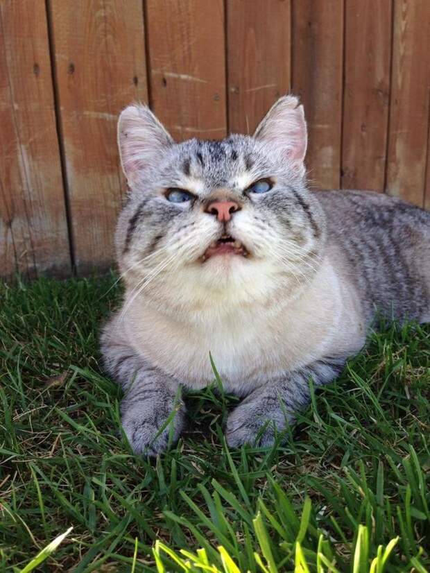 21 чихающий котик, который рассмешит вас