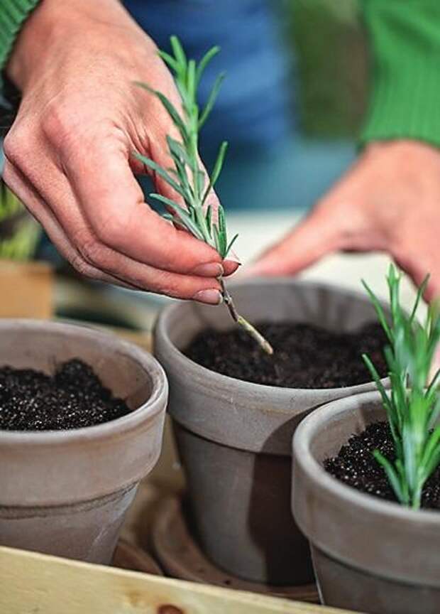 Посадите черенки в наполненные субстратом горшки, заглубив приблизительно на 5 см.