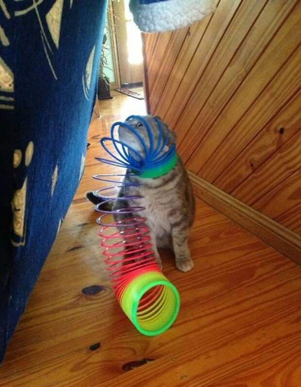 Котострофа коты, один дома