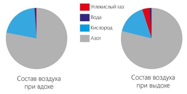 При вдохе диаграмма