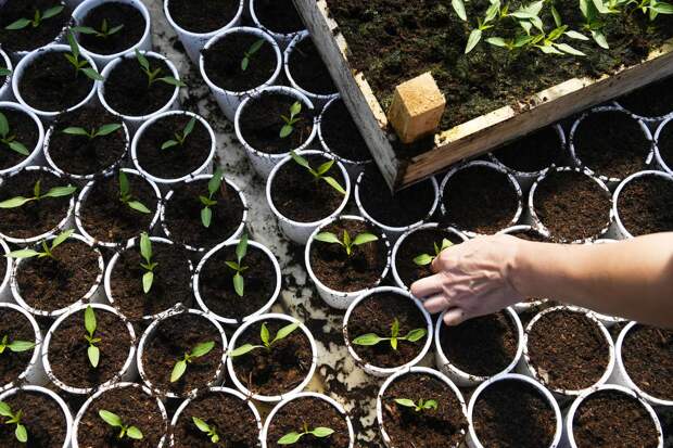 Россиянам посоветовали начинать сеять в феврале баклажаны, перец и томаты