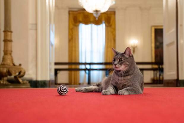 В США в Белом доме появилось новое животное — как выглядит президентская кошка