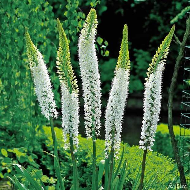 Эремурус гималайский Eremurus himalaicus