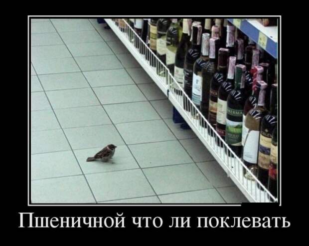 Демотиваторы