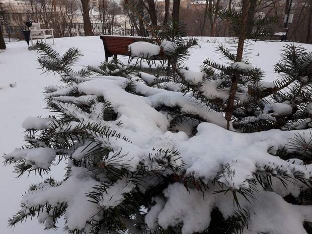 Погода во Владивостоке: сильный ветер, без осадков, морозно