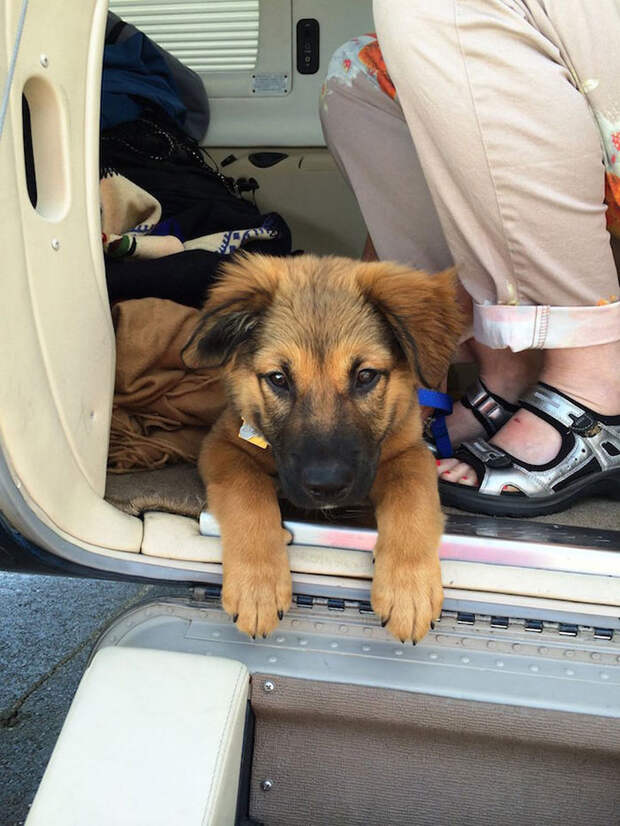 shelter-dog-airplane-transport-wings-of-rescue-yehuda-netanel-12