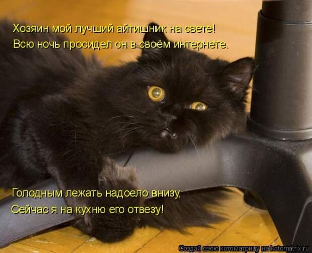 Лучшие котоматрицы недели