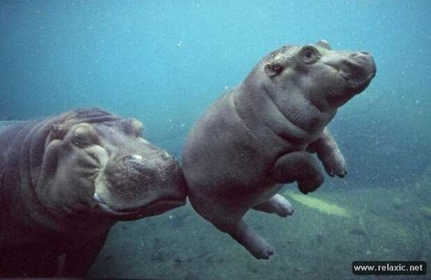 funny_animals_015