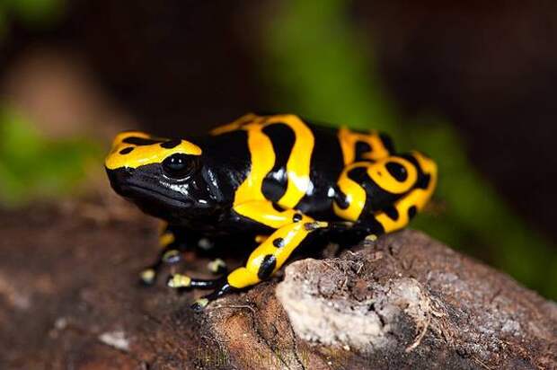 Самые ядовитые амфибии лягушки в мире планеты Священный древолаз (Dendrobates leucomelas), фото бесхвостые амфибии фотография