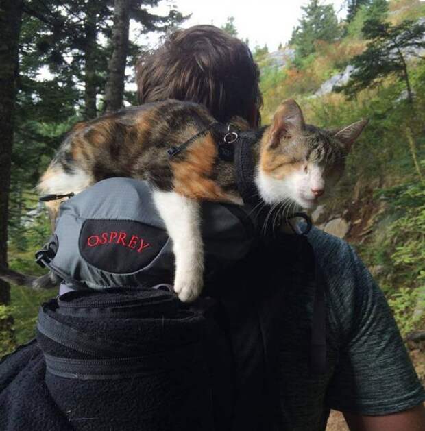 Слепая кошка, которая любит походы
